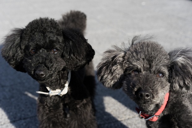 20160115ブラックトイプードル銀座リリー＆ドナ26