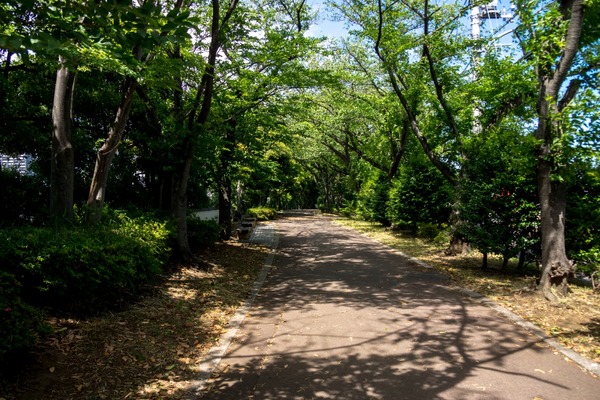 ブラックトイプードル銀座リリードナ00037