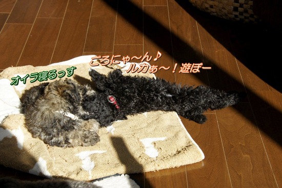 銀座 トイプードル リリー as know as de wan19