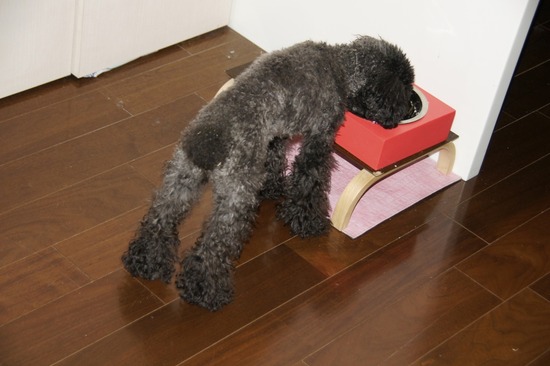 銀座 トイプードル リリー as know as de wan60