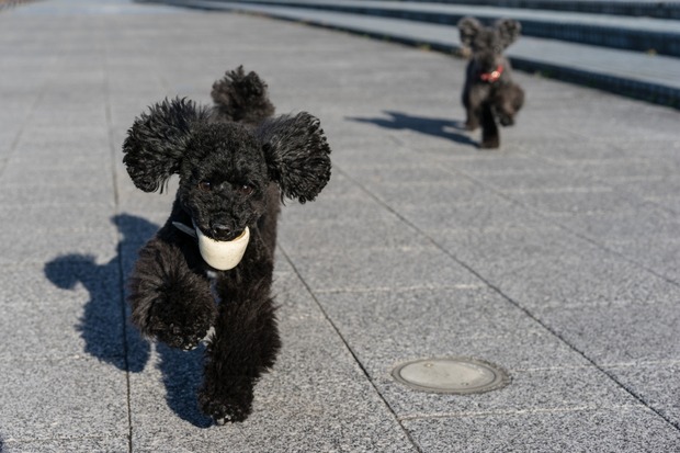 20160115ブラックトイプードル銀座リリー＆ドナ21