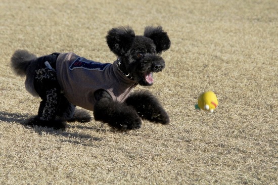 銀座トイプードルリリーas know as de wan11