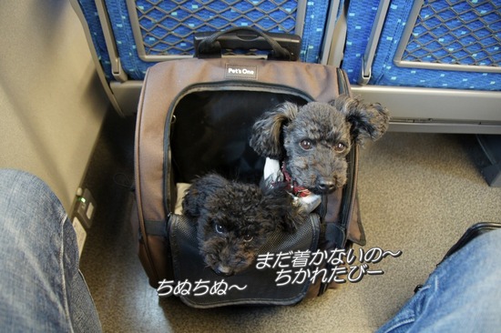 銀座トイプードルリリーas know as de wan35