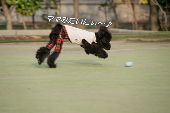 ブログRosieトイプードル銀座リリーとドナas know as de wan26