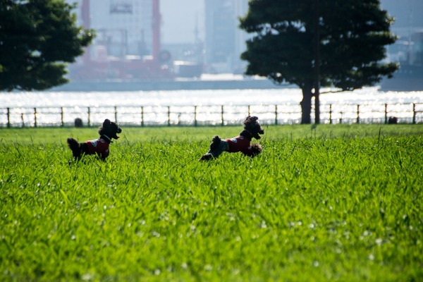 トイプードル銀座リリー15