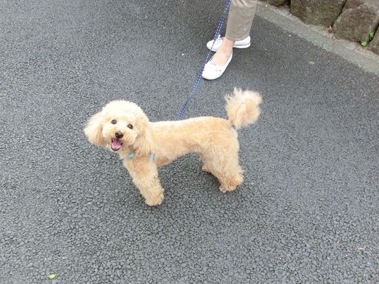 トイプードル銀座リリー＆ドナ01