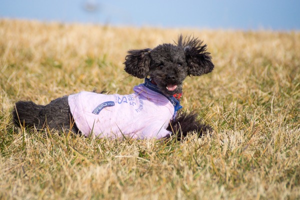 トイプードル銀座リリー023