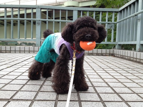 トイプードル銀座リリーとas know as de wan01