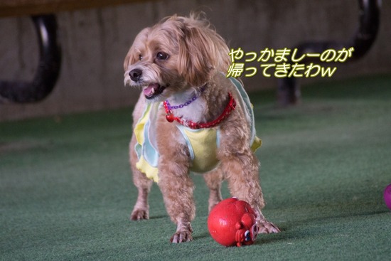 トイプードル銀座リリー＆ドナ115