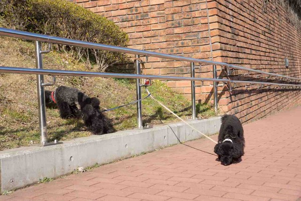 トイプードル銀座リリー028