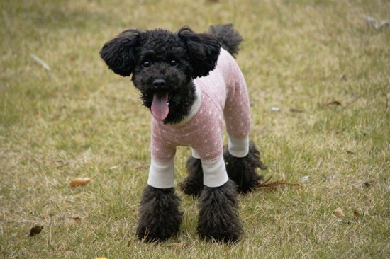 ブラックのトイプードル銀座リリー＆ドナas know as de wan01