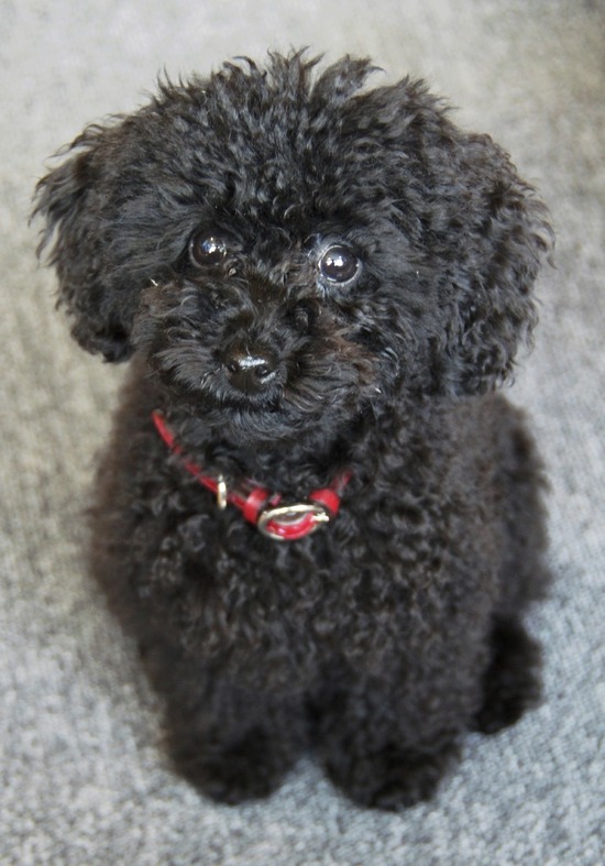 銀座トイプードルリリーas know as de wan12