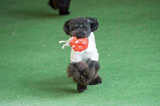 505 銀座ブラックのトイプードルリリーとドナas know as de wan05