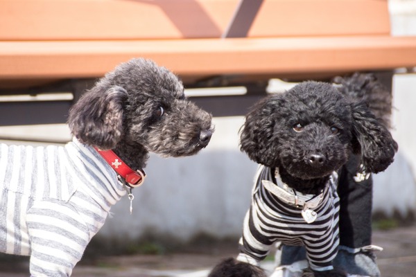 ブラックトイプードル銀座リリードナ001