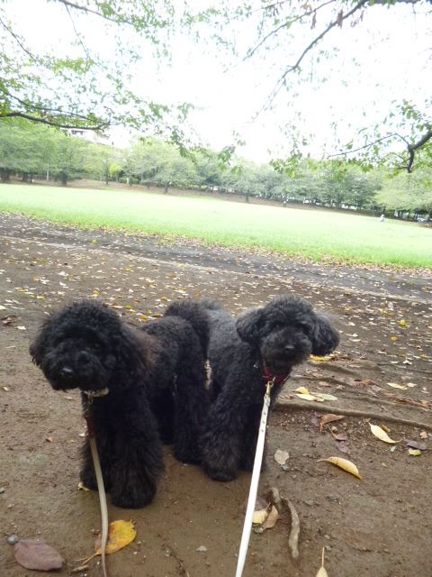 1237164_207586622742970_1767071612_n