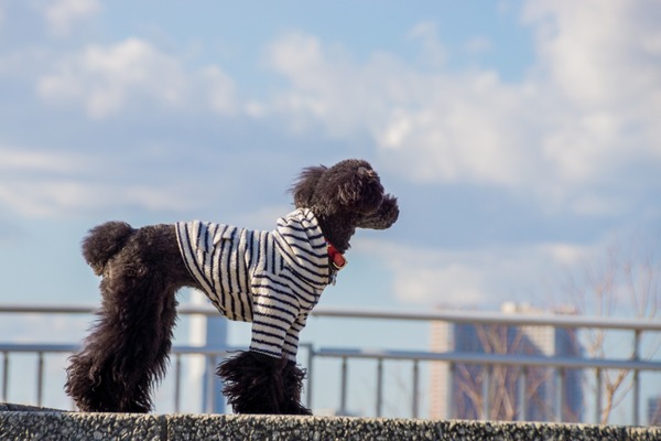 トイプードル銀座リリー016