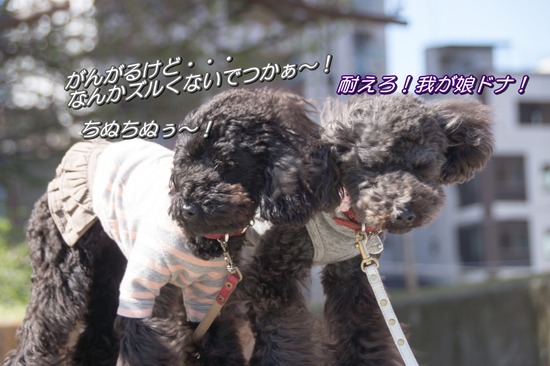 407 銀座ブラックのトイプードルリリーとドナas know as de wan34