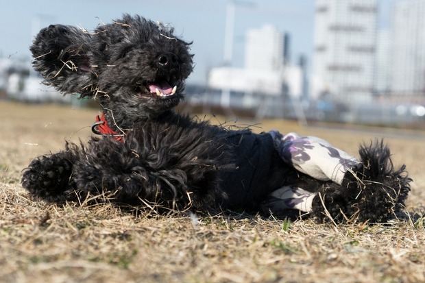 20160203ブラックトイプードル銀座リリードナ39