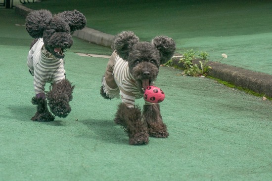 ニャンバーワン,銀座トイプードル,リリーとドナ,asknowasdewan081