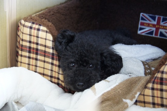 as know as de wanとトイプードルブラックの銀座リリー03