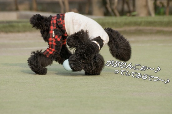 ブログRosieトイプードル銀座リリーとドナas know as de wan27