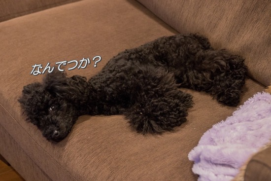 ブログRosieトイプードル銀座リリーとドナas know as de wan17