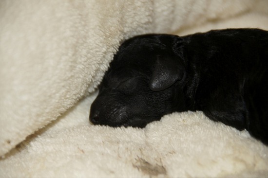 as know as de wanとトイプードルブラックの銀座リリー01