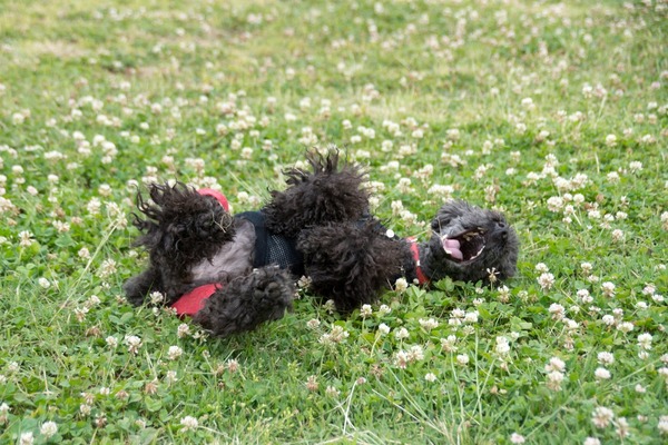 ブラックトイプードル銀座リリードナ00019