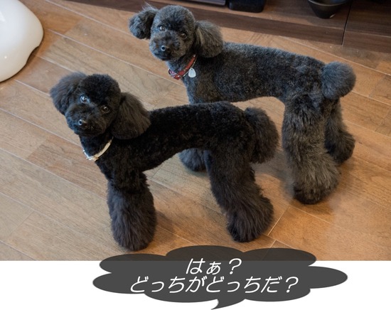 ブラックのトイプードル銀座リリー＆ドナas know as de wan16