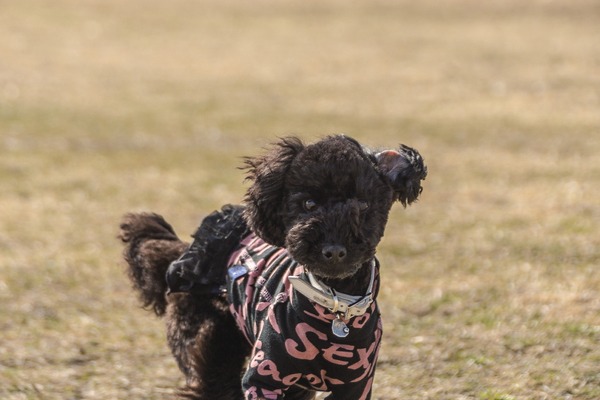 トイプードル銀座リリー006