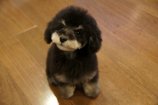 銀座トイプードルリリーas know as de wan09