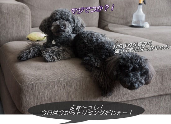 ブラックのトイプードル銀座リリー＆ドナas know as de wan01