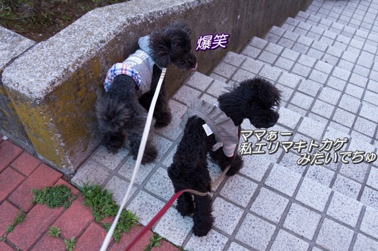 407 銀座ブラックのトイプードルリリーとドナas know as de wan35