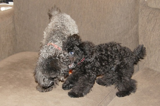 銀座トイプードルリリーas know as de wan11