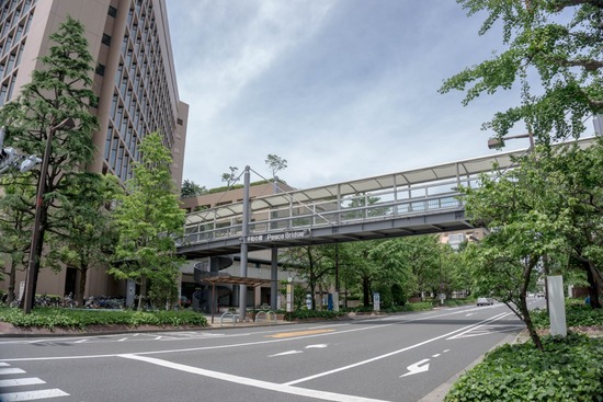 ニャンバーワン,銀座トイプードル,リリーとドナ,asknowasdewan058