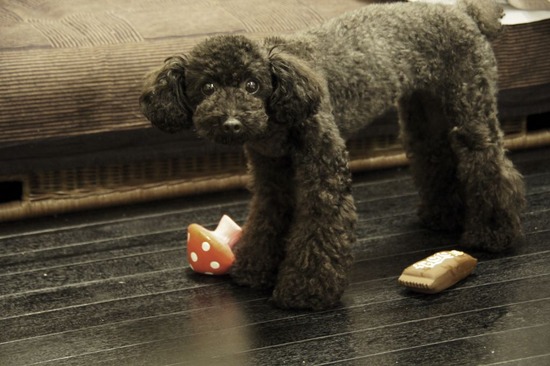 トイプードル銀座リリーas know as dewan05