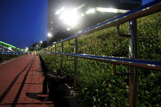 as know as de wan_銀座リリー_トイプードル07