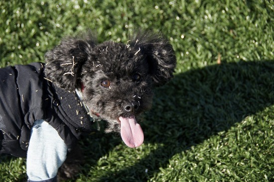 銀座トイプードルリリーas know as de wan24