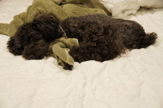 トイプードル銀座リリーとas know as de wan10