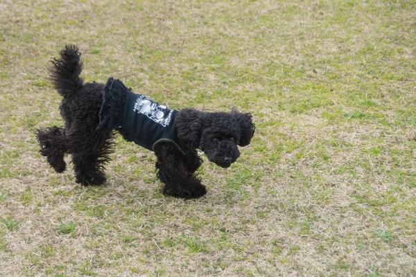 ブラックトイプードル銀座リリードナ050