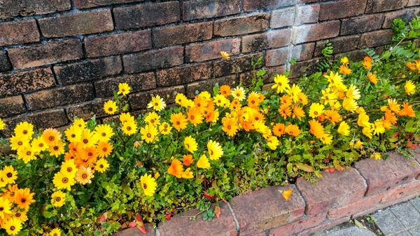 ブラックトイプードル銀座リリードナ008