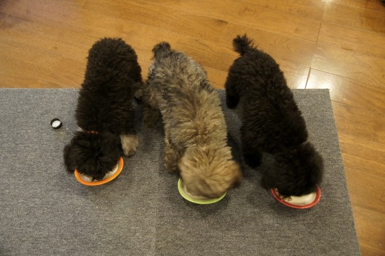 銀座トイプードルリリーas know as de wan22