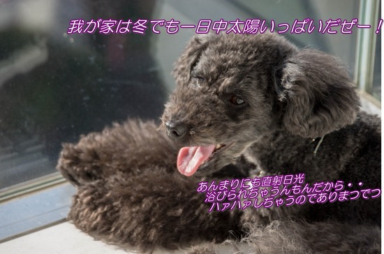 銀座トイプードル,リリーとドナ,as know as de wan028