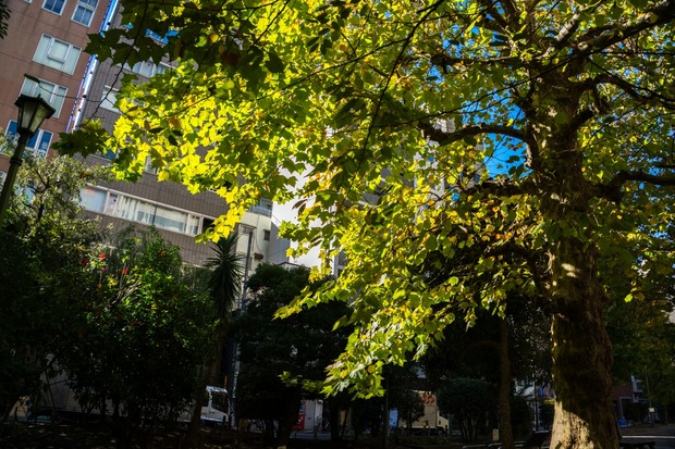 20151205ブラックトイプードル銀座リリー＆ドナ10