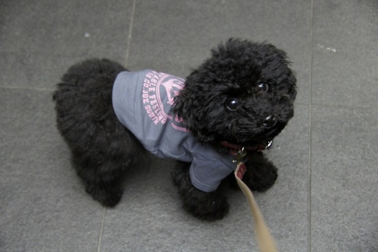 銀座トイプードルリリーas know as de wan13