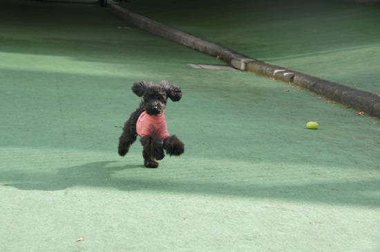 銀座トイプードルリリーas know as de wan02