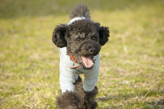 as know as de wan トイプードル 銀座リリー18