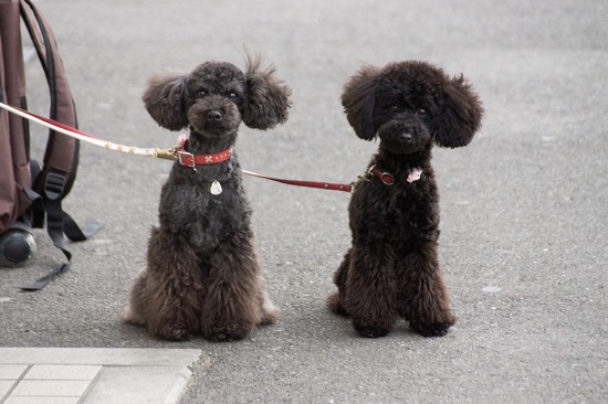 411 銀座ブラックのトイプードルリリーとドナas know as de wan18