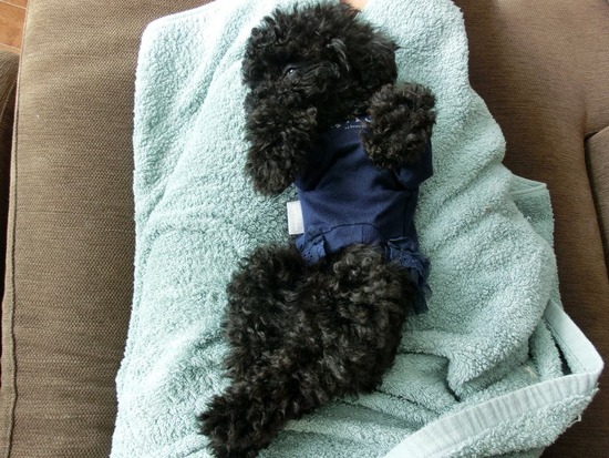 銀座 トイプードル リリー as know as de wan04 (2)