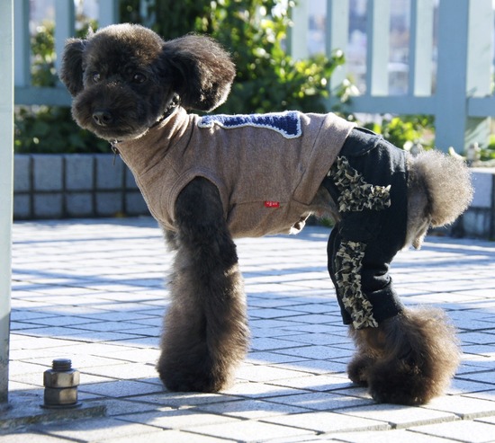 銀座トイプードルリリーas know as de wan01